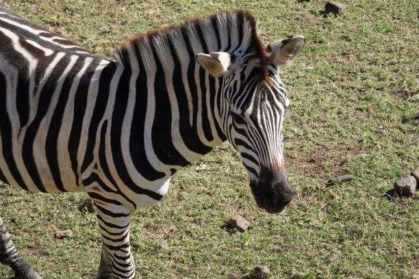 istock Solitary zebra standing in the lush green grass. 1635236751
