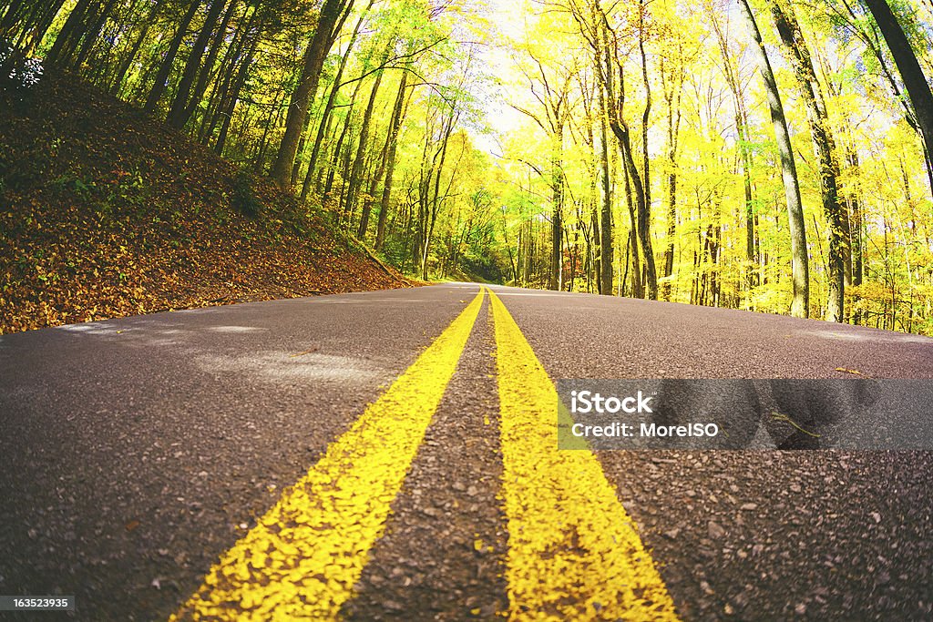 Strada nella foresta - Foto stock royalty-free di Linea gialla