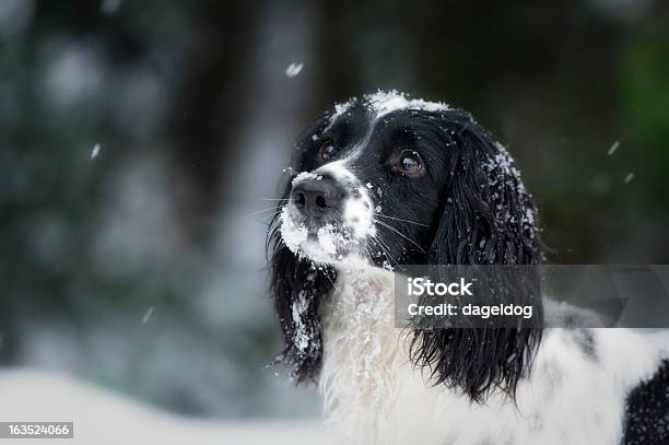 雪片spaniels - スプリンガースパニエルのストックフォトや画像を多数ご用意 - スプリンガースパニエル, イギリス, イングランド
