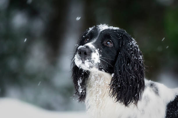istock Snowflakes and spaniels 163524066