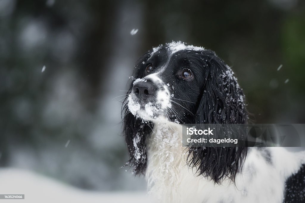 Flocos de Neve e spaniels - Royalty-free Spaniel Springer Foto de stock