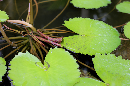 Waterlily plant with green leaves