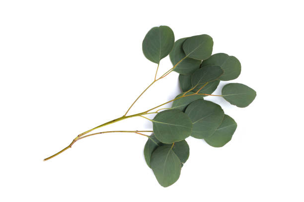 istock Green leaves of eucalyptus on white 1635243672