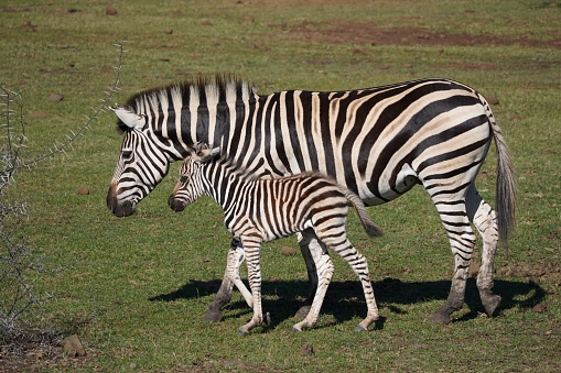 A female zebra walking with her foal in a natural outdoor environment.