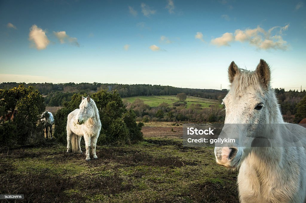 Wild White horses, The New Forest, England Wild White horse, The New Forest in Hampshire, England.  Animal Stock Photo