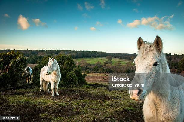 Wild White Horses The New Forest England Stock Photo - Download Image Now - Animal, Animal Wildlife, Animals In The Wild