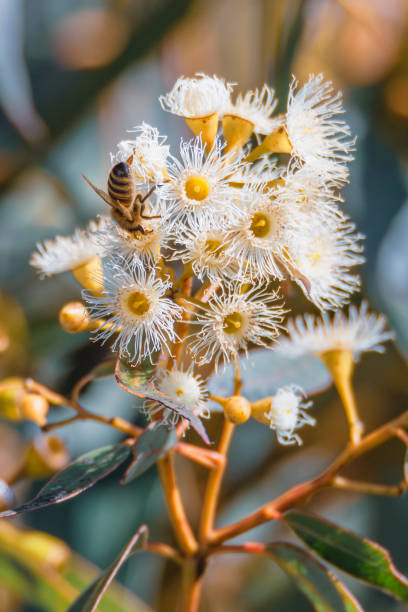 istock Flowering gum tree with lemon coloured blossoms and honey bee 1635251178