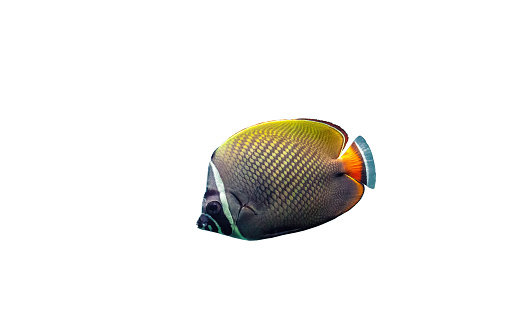 Red tailed butterflyfish isolated on white background. Chaetodon collare fish cutout icon. Brown Pakistani butterflyfish cut out element for design, side view