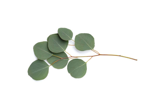 istock Green leaves of eucalyptus on white 1635254531