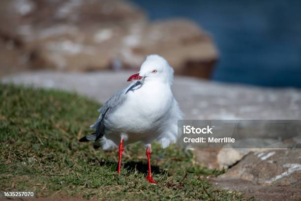Seagull With Feathers Blowing In The Wind Stock Photo - Download Image Now - Animal, Animal Wildlife, Australia
