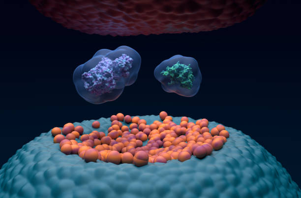 syntaza prostaglandynowo-endoperoksydowa (ptgs) enzymu cyklooksygenazy (cox-1, cox-2) w ludzkim mózgu - widok z bliska ilustracji 3d - cox 1 zdjęcia i obrazy z banku zdjęć