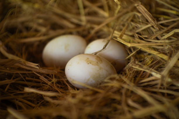 Free Stock Photo of Close Up of Bird Eggs in Nest | Download Free ...