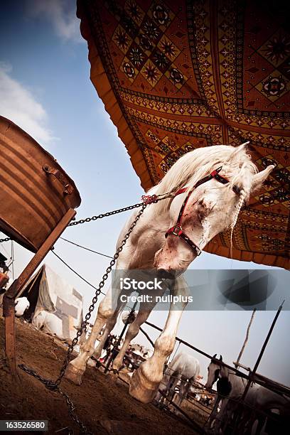 Verletzte Weißes Pferd Auf Das Pushkar Fair In Indien Stockfoto und mehr Bilder von Indien