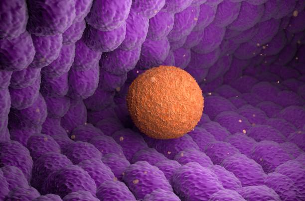 istock Human Ovum (egg) move in Fallopian Tube - isometric view 3d illustration 1635267580