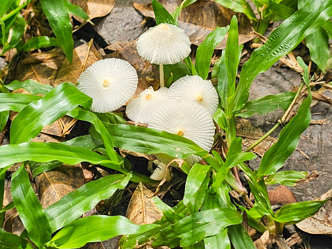 White mushrooms grow on grass and dry leaves.
