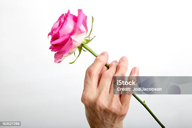 Artritis Artríticas Seniors Manos Sosteniendo Un Rose Foto de stock y más banco de imágenes de Aferrarse