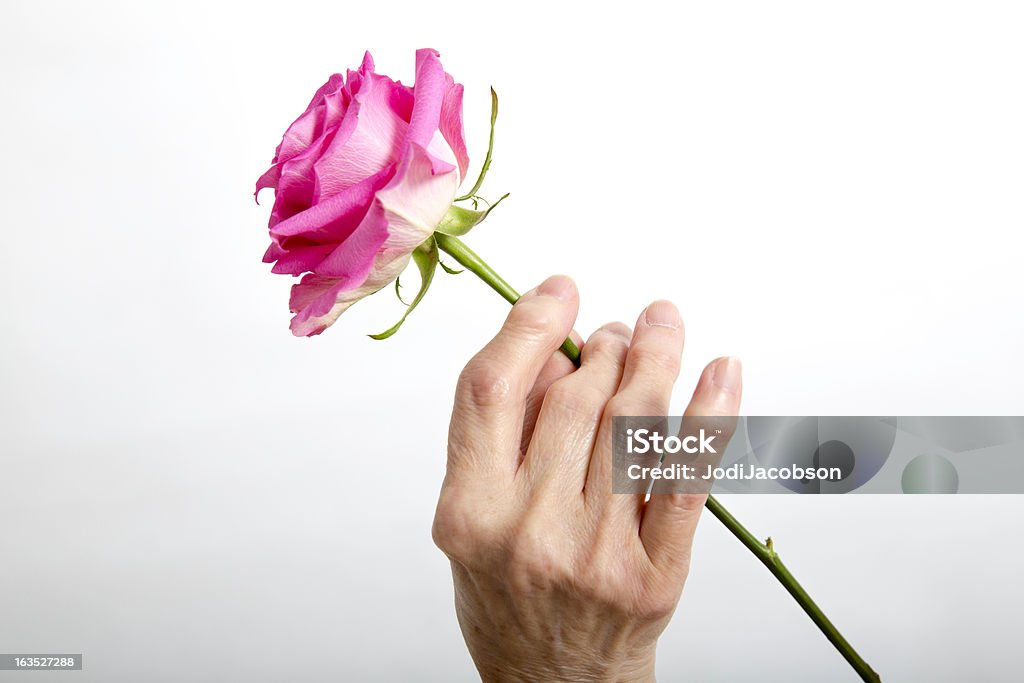 Artrite: Arthritic idosos Mãos segurando uma rosa - Foto de stock de Agarrar royalty-free