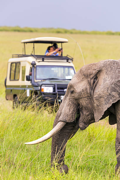People on a safari viewing an elephant stock photo
