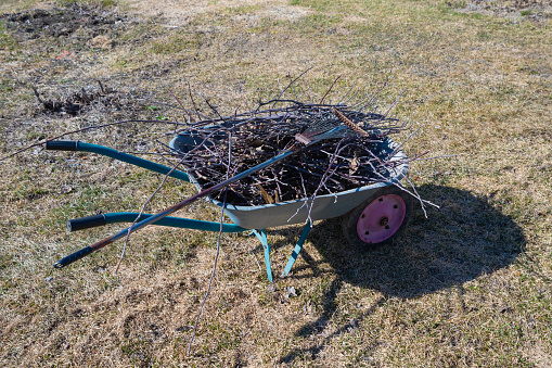 wheelbarrow full, garden wheelbarrow with dry branches on spring lawn on sunny day. gardening
