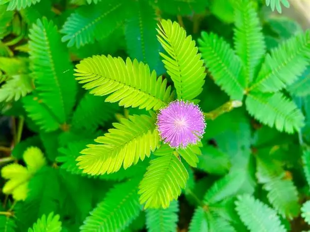 Photo of Sensitive plant Sleepy plant the touch-me-not flowers with leaf