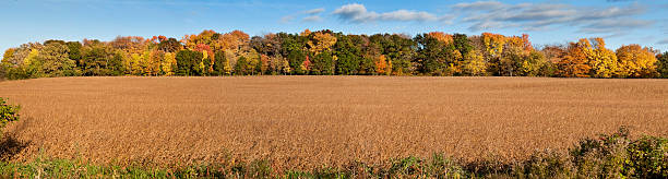 istock Panoramic view of Autumn in Wisconsin 163529287