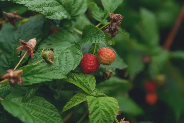 Branch of ripe raspberries in garden. Red sweet berries growing on raspberry bush in fruit garden.