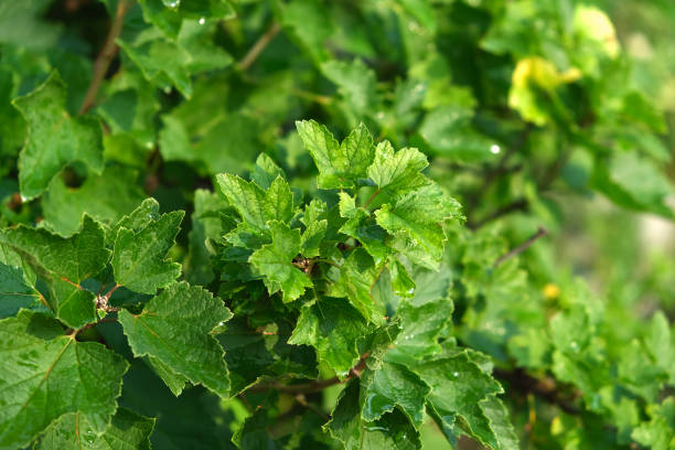 Currant leaves. Home eco-friendly organic garden. Currant.