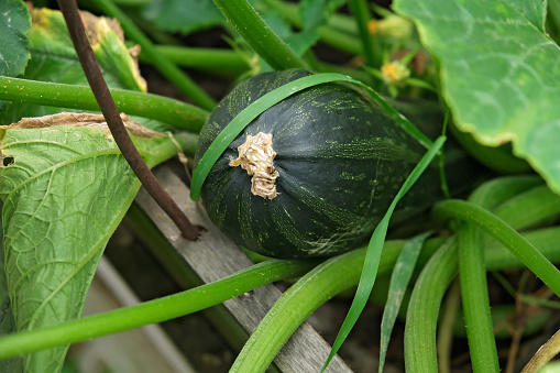 Zucchini plant. Zucchini flower. Green vegetable marrow growing on bush