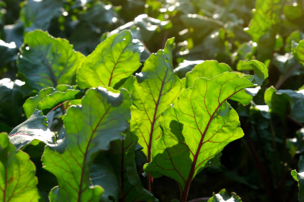 Purple beetroot in the vegetable garden on the garden bed. Beet tops. Beet leaves in garden. Ecology. Organic vegetables.