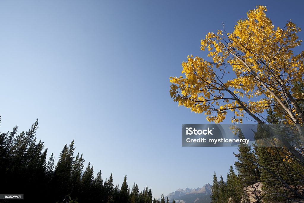 Montagne Rocciose Canadesi - Foto stock royalty-free di Abete