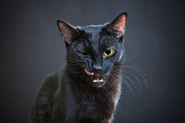 retrato de um gato - anger feline animal black imagens e fotografias de stock