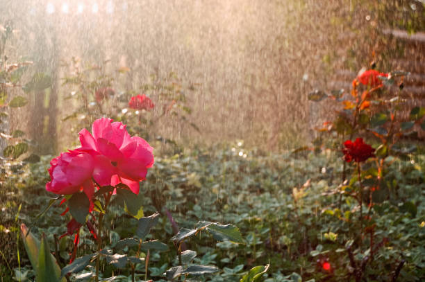 Homegrown rose at sunset and rain.