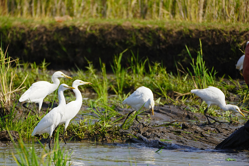 egret activities in the morning