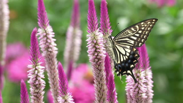 Swallowtail butterfly in search of nectar from cockscomb flowers