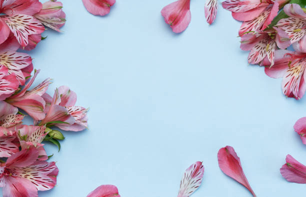 istock Beautiful Alstroemeria flowers on blue background 1635300662