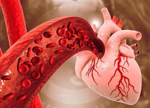 human heart circulation. 3d illustration