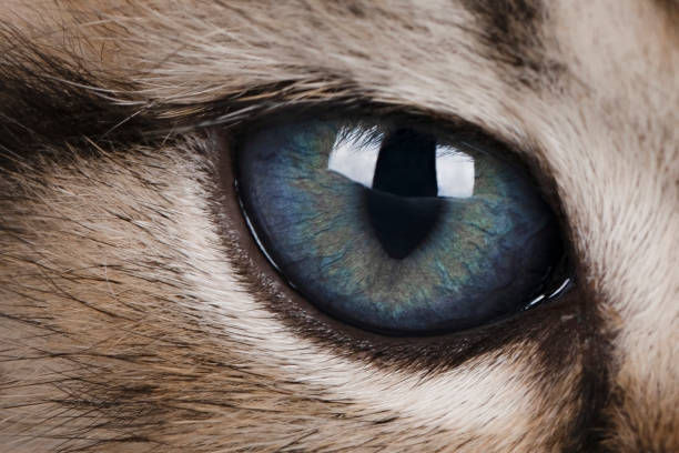 istock close up of a blue cats eye 1635330919