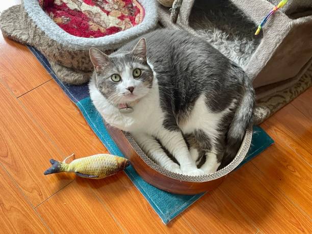 istock Gray cat in a small wicker basket, with a goldfish toy beside it 1635337375