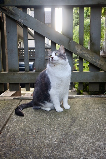 An adorable white and gray cat sitting on a cement floor in front of a fence