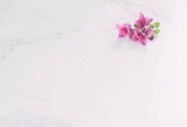 istock branches of pink decorative sage on white marble background 1635339255