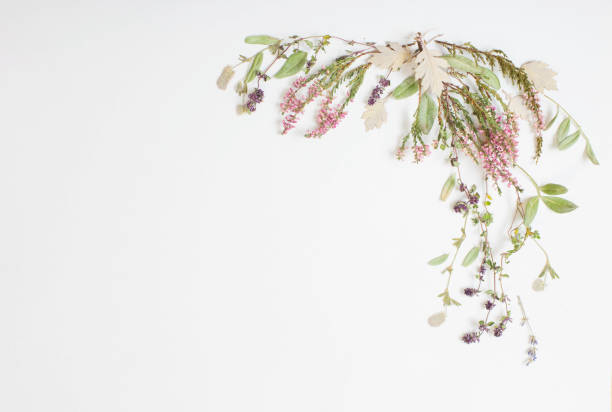 istock dried flowers on white background 1635339289
