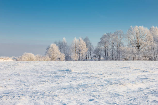 beautiful sunny  winter landscape with hoarfrost