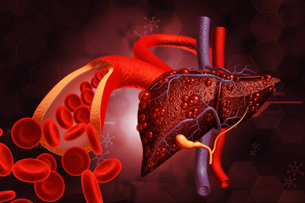 istock Human liver anatomy with vein blood 1635339514