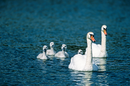 Mute Swan with cubs,(Cygnus olor) swimming on water, head-on