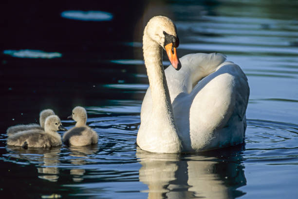 istock Mute Swan with cubs,(Cygnus olor) swimming on water, head-on 1635339561