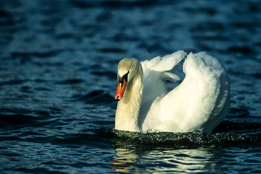 Mute Swan Cygnus olor) swimming on water, head-on