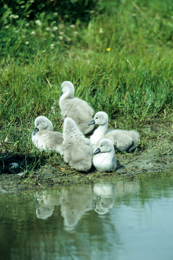 Mute Swan cubs,(Cygnus olor), head-on