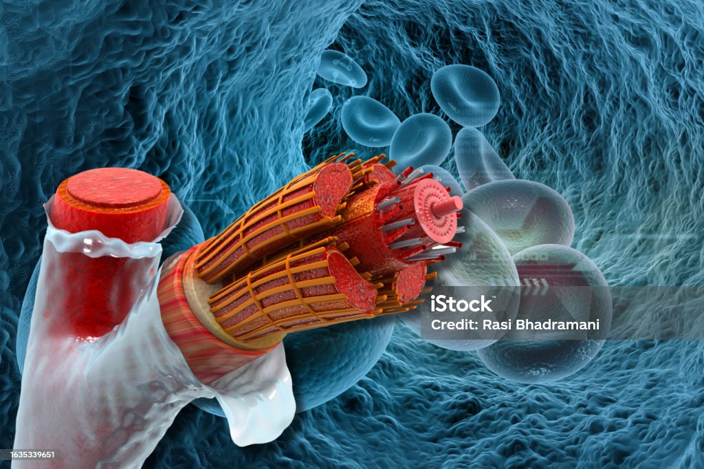 Human Vein Anatomy Stock Photo Biology Diagrams