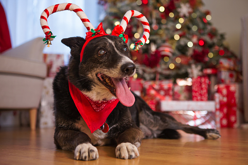 Black small dog wearing costume reindeer antlers laying in front of Christmas tree