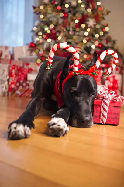Black giant dog wearing costume reindeer antlers laying in front of Christmas tree